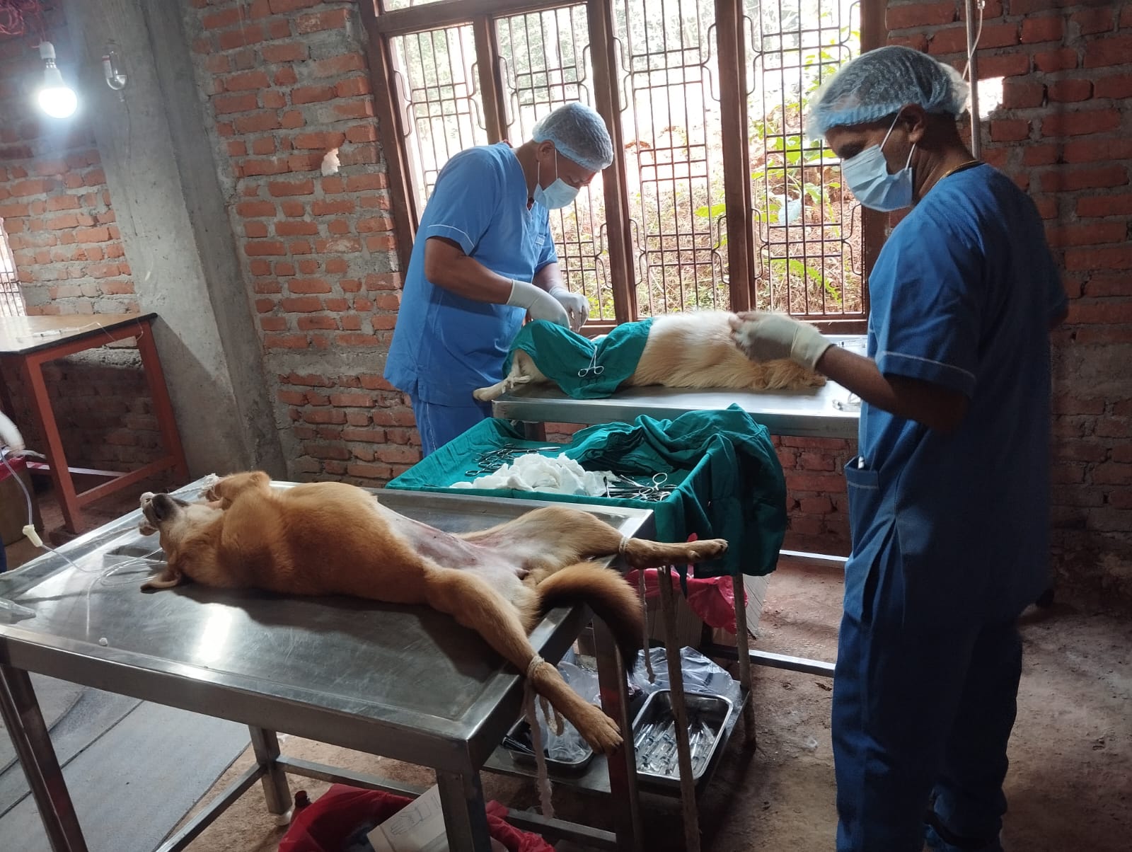Slider Image: Spaying Community dogs
